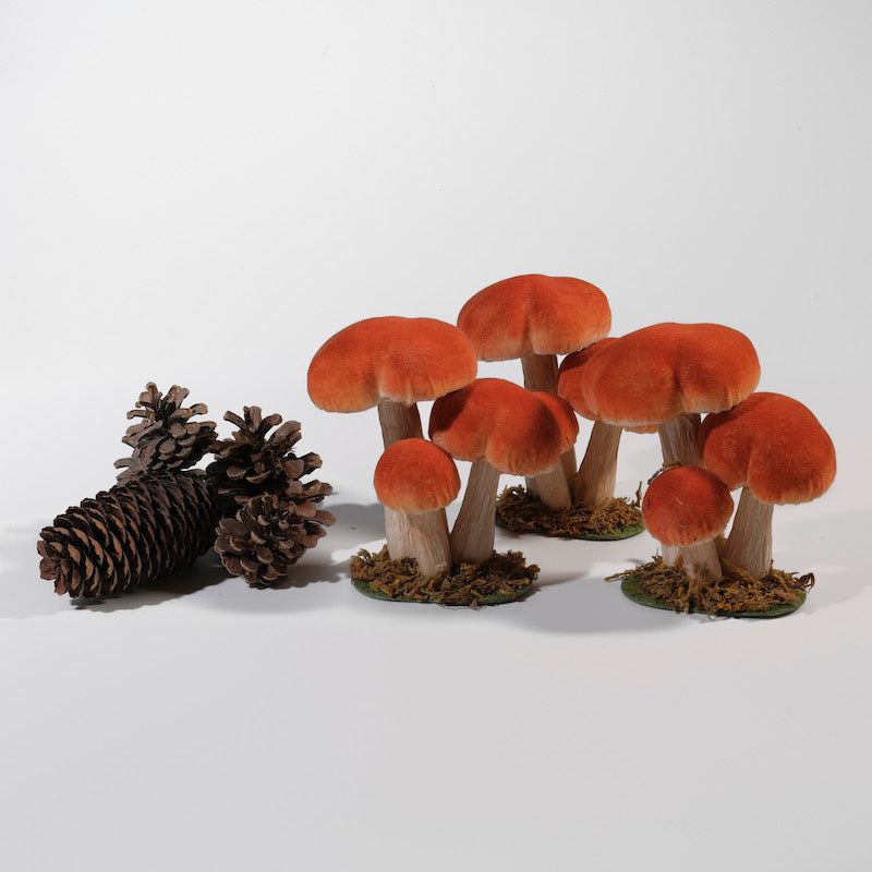 funghi porcini