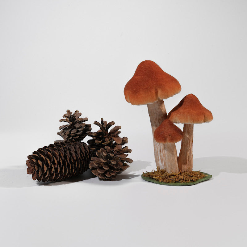 funghi-magici