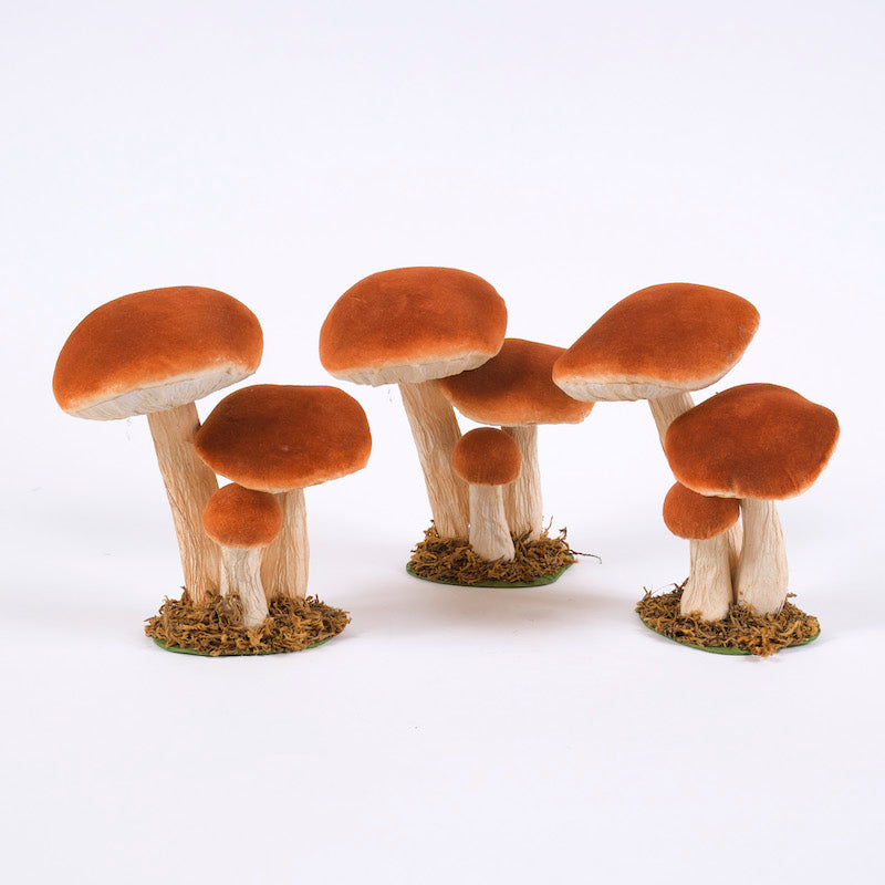 funghi-arancia-bruciata