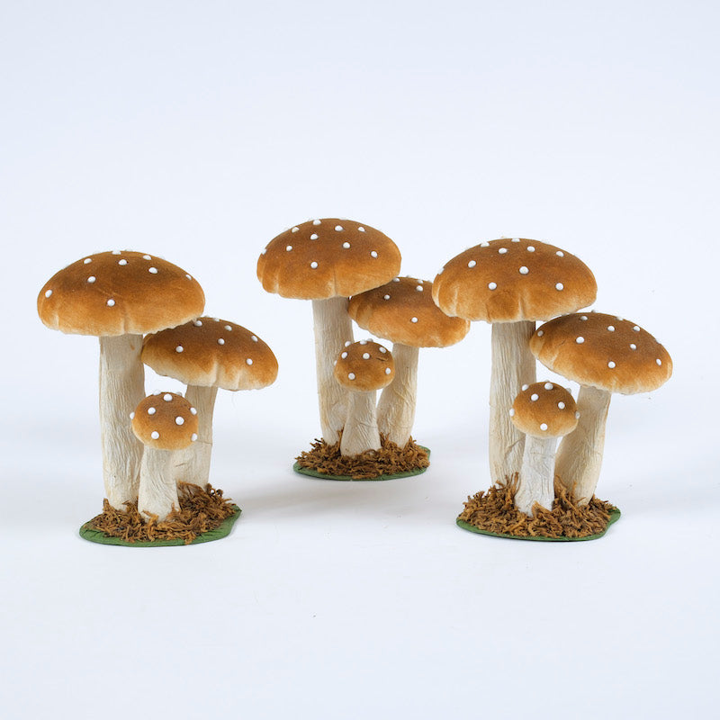 funghi-cannella